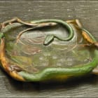 Coupe_au_serpent_et_branches_de_mûrier_(musée_des_Beaux-Arts_de_Nancy)