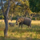 Group of African Elephant (Loxodonta africana) in a wooded area of South Luangwa National Park, Zambia