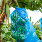 culture de la banane à la Martinique, bananeraie, agriculture, fruits, chlordécone