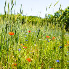 environnement, biodiversité, agriculture, champ, nature,