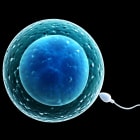 Spermatozoon, floating to ovule
