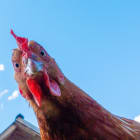 Chicken head looking at the camera from above close up
