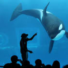 orque, animal, zoo marin, captivité, environnement, droit des animaux