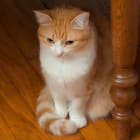 chat