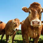 Vaches limousines, Agriculture, élevage bovin, ruralité