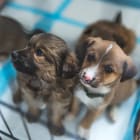 Chiots, chien, animal, adoption, refuge, SPA, abandon