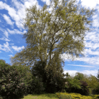 Arbre 2.jpg