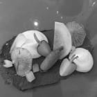 IMG134w0.jpeg