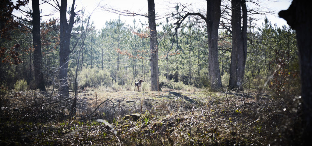 Viols de la forêt de Sénart :  « Il m'a dit de partir sans me retourner, j'ai couru »