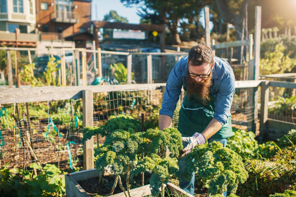 Photo illustrant l'agriculture urbaine