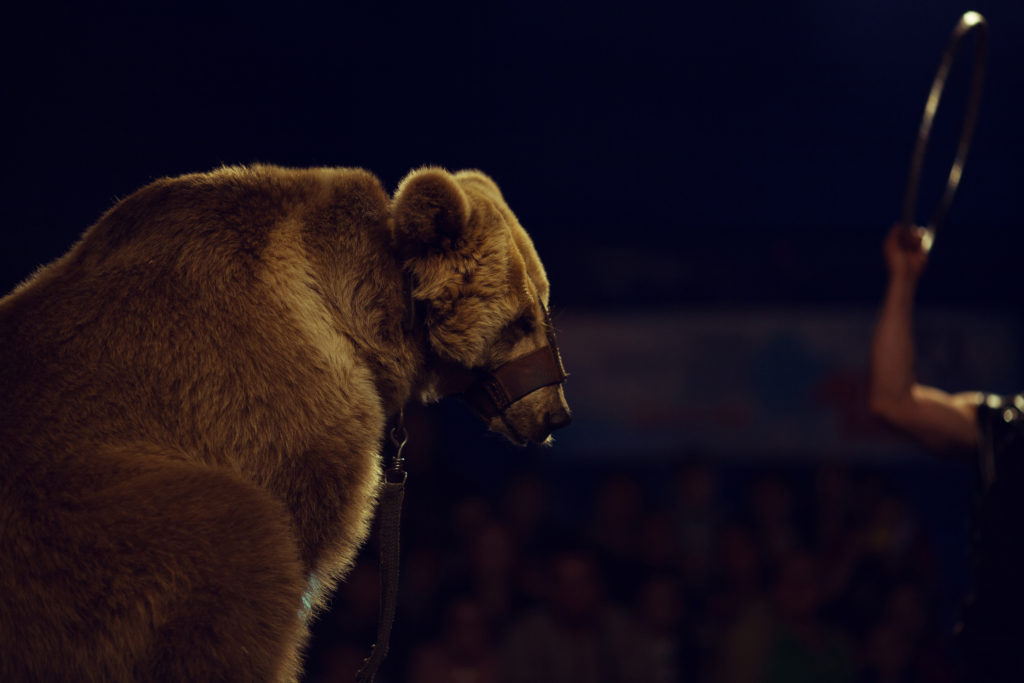 Animaux sauvages, cirque