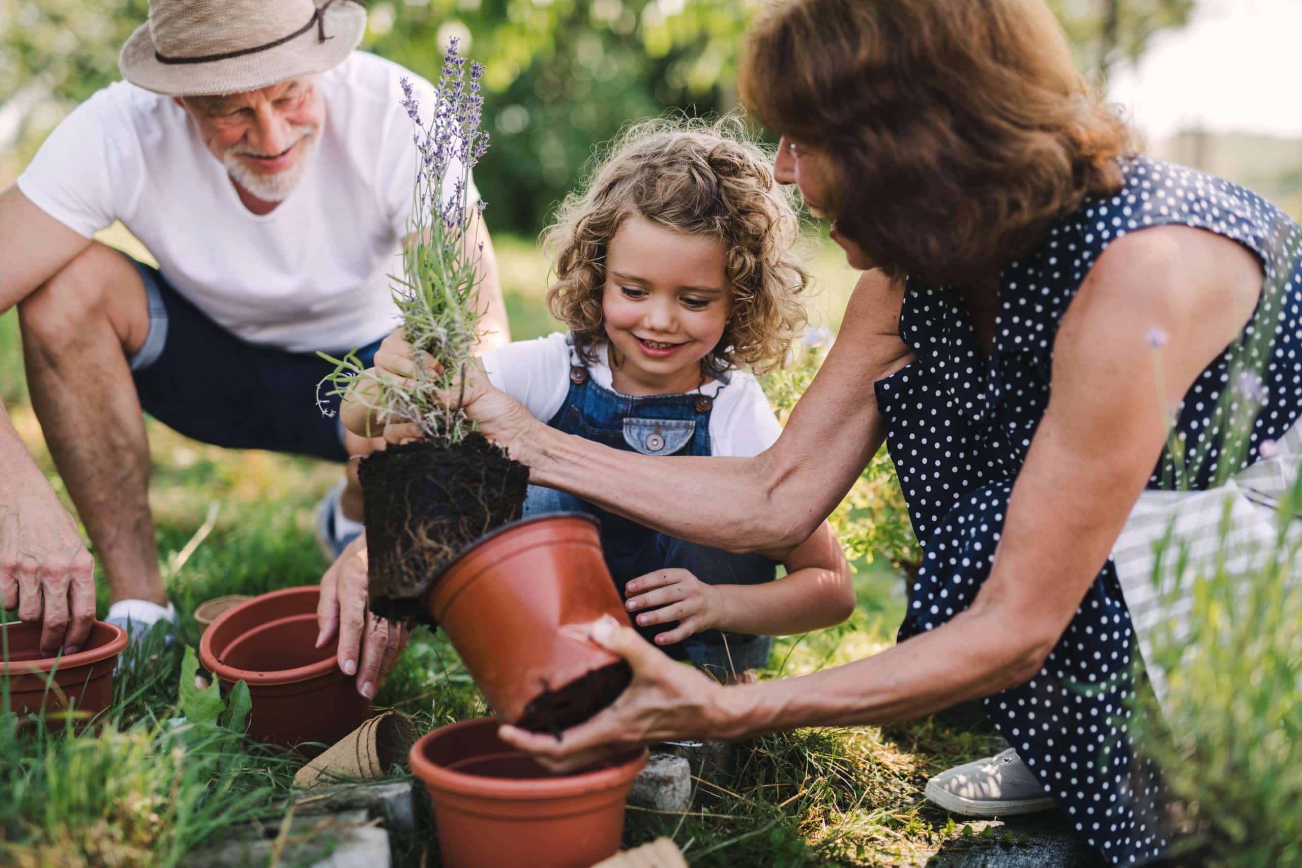 Rôle des grands-parents: la grand mère maternelle davantage