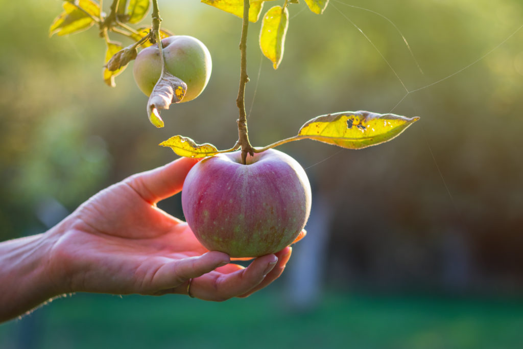 photo d'une main saisissant une pomme