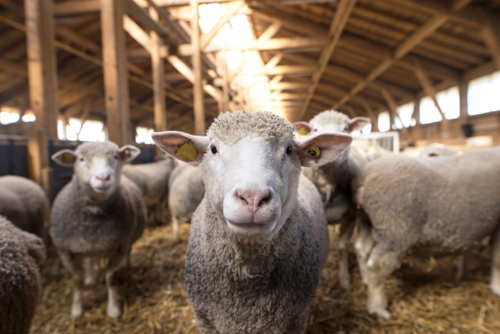 Moutons dans une bergerie