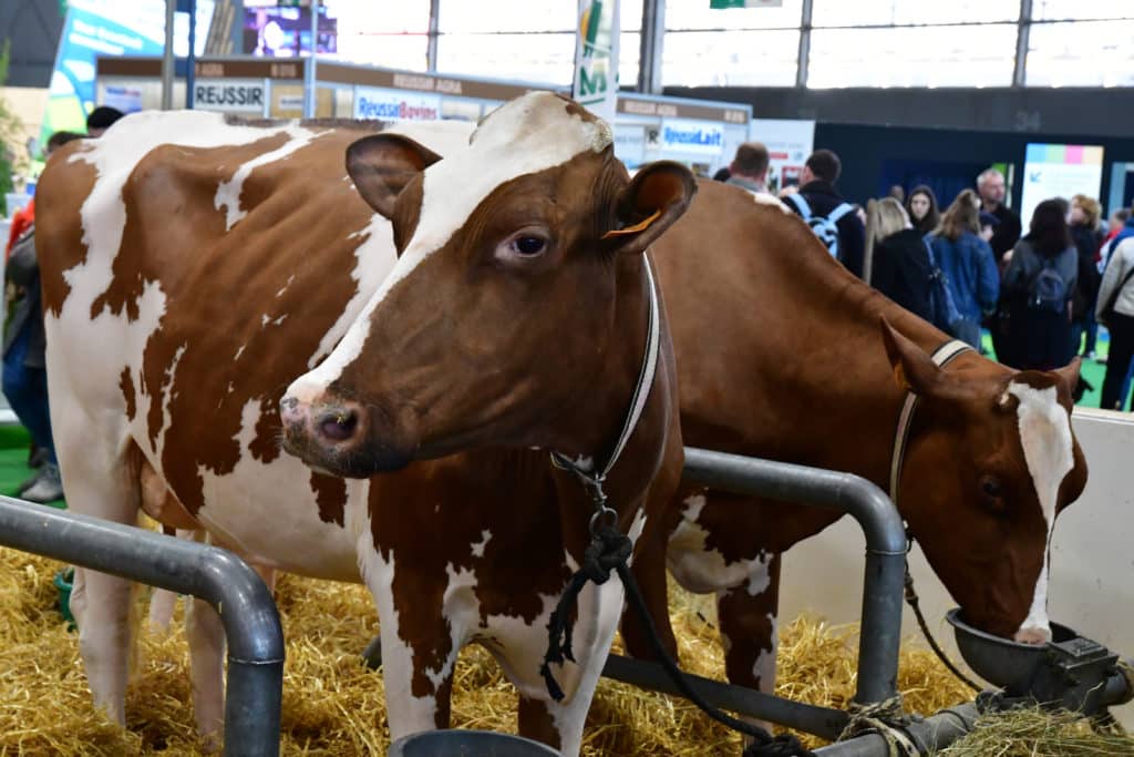 Photo de 2 vaches au salon de l'agrigulture porte de Versailles à Paris