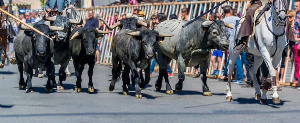 Taureaux dans la rue entourés de cavaliers