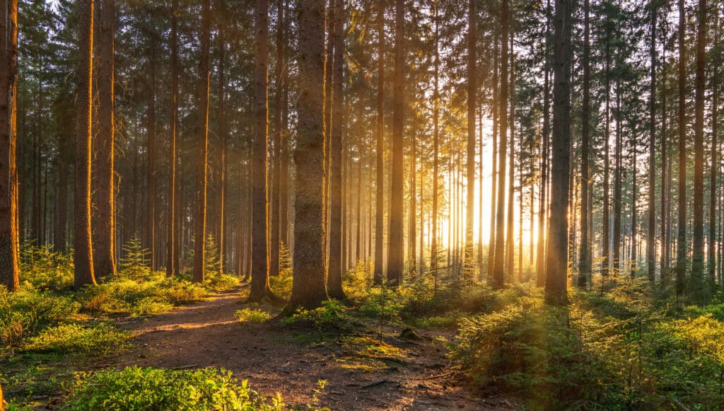 Forêt, bois