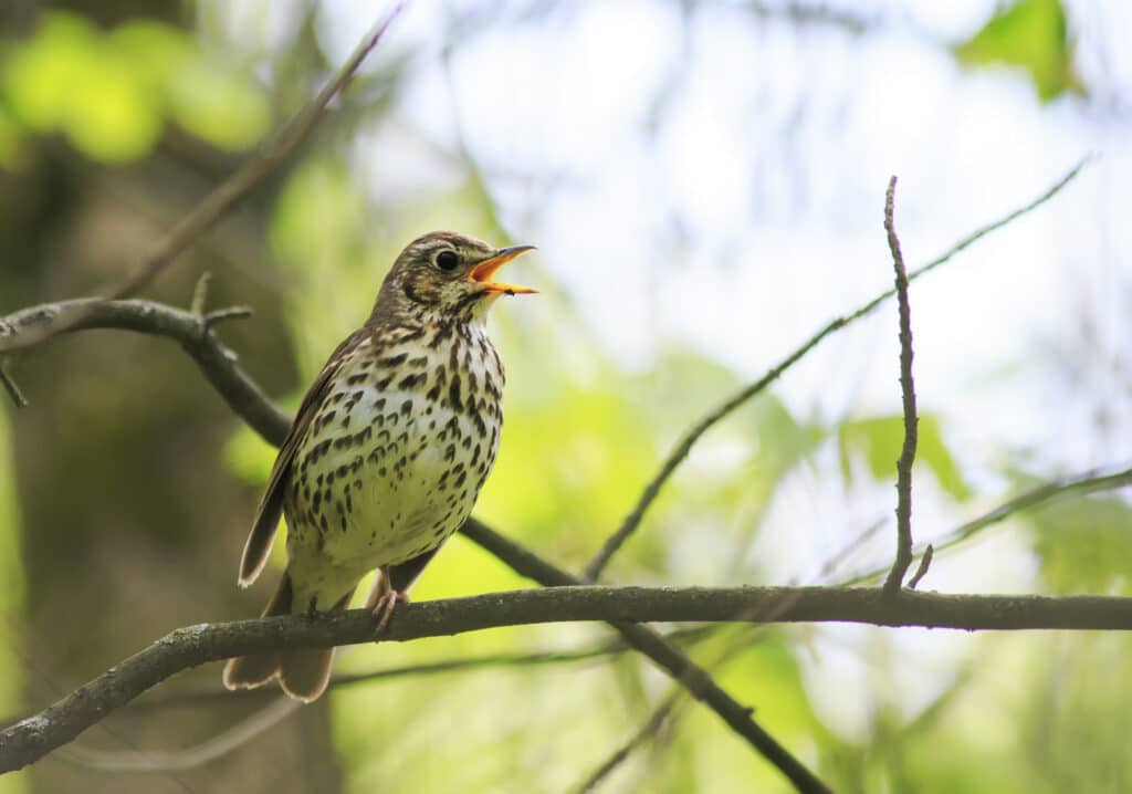 Fin du piégeage à la glu : le Conseil d'État donne définitivement raison à  la LPO - LPO (Ligue pour la Protection des Oiseaux) - Agir pour la  biodiversité