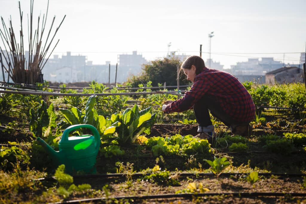 Ferme urbaine