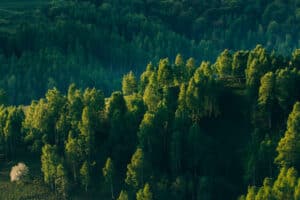 Forêt, environnement, nature, climat