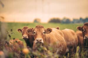 vaches, troupeau, élevage, agriculture, animaux