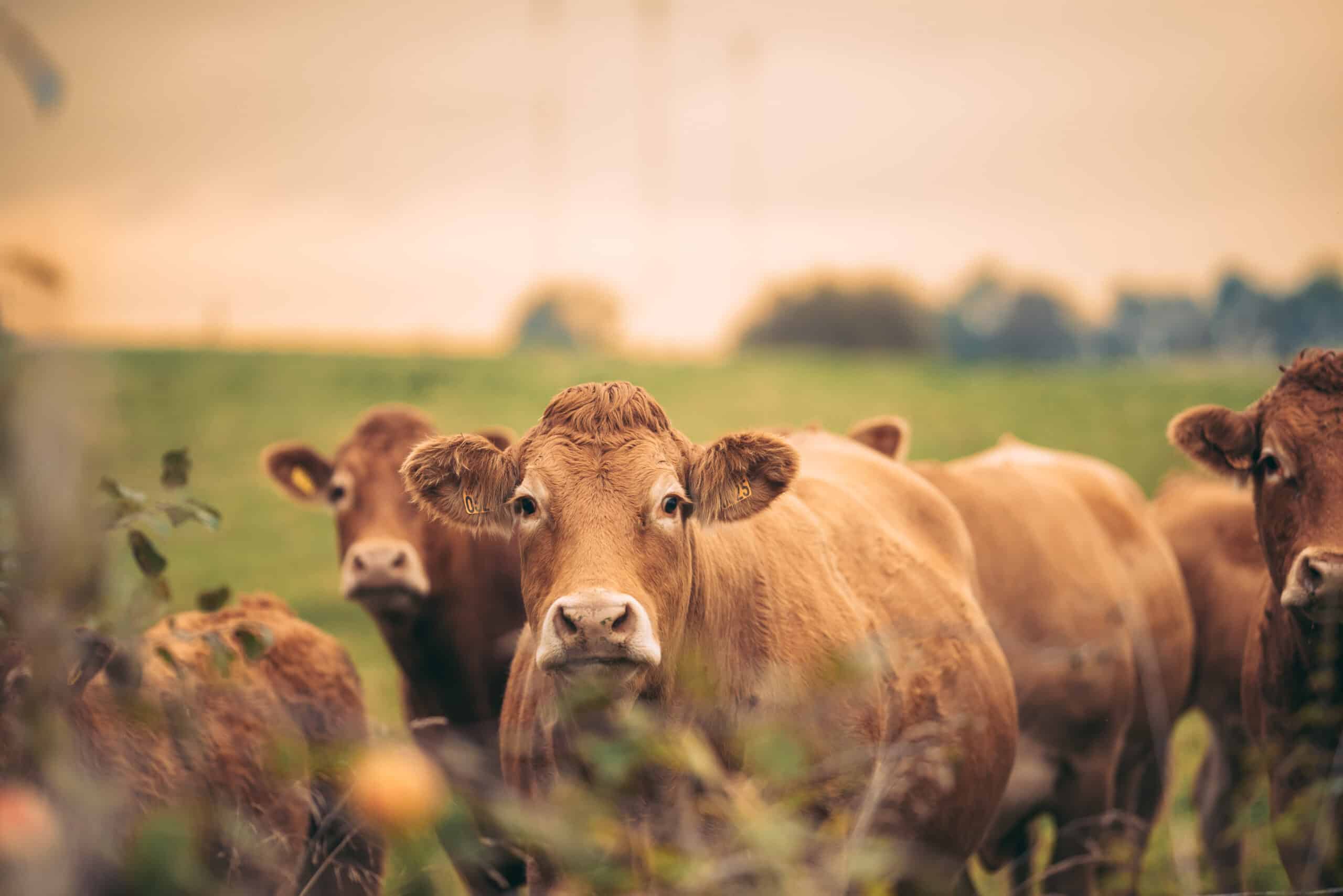 Droit des animaux : opérer une distinction fondamentale entre