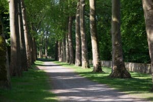 allée de platanes, chemin, route, servitude, arbres