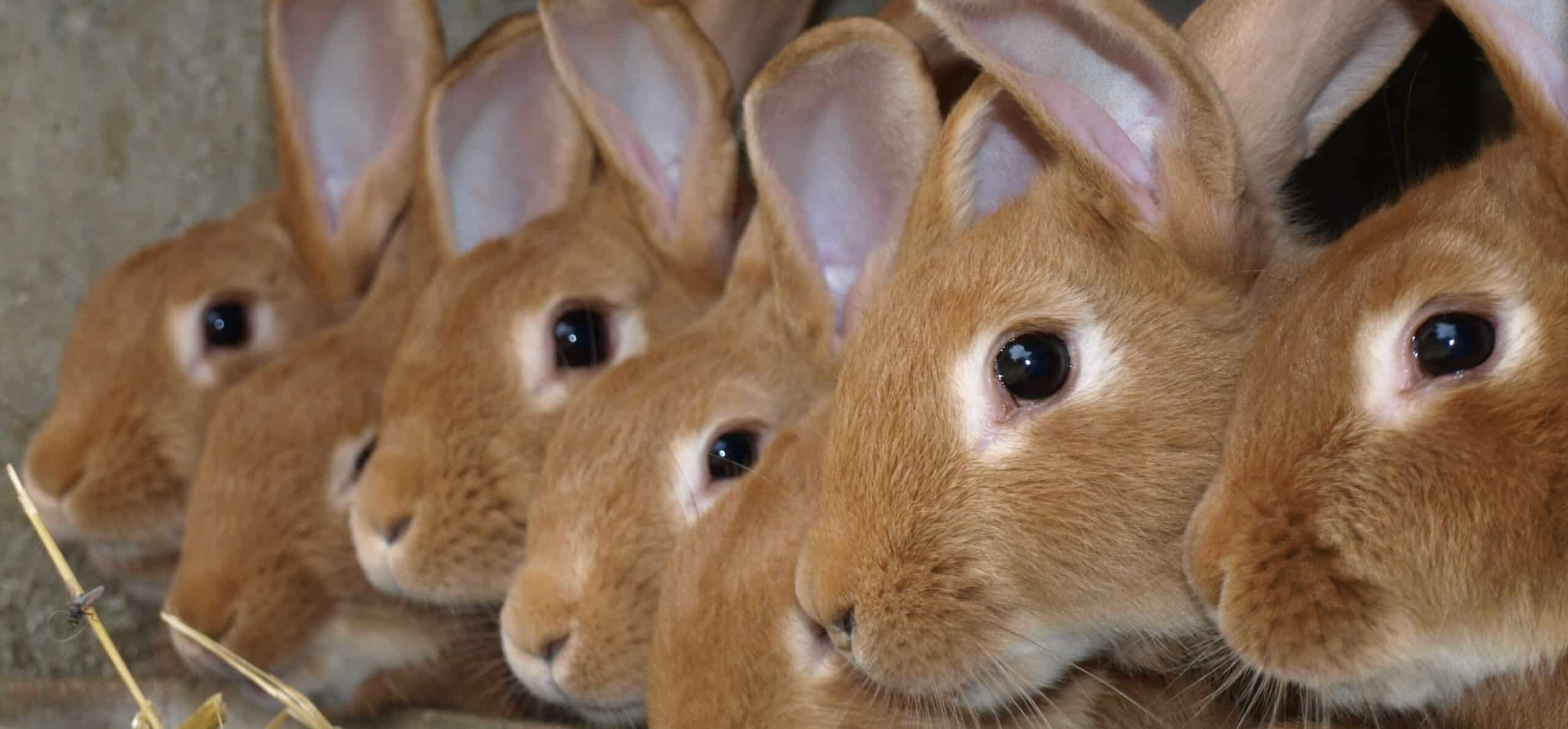 lapins