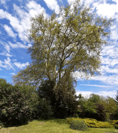 Arbre 2.jpg