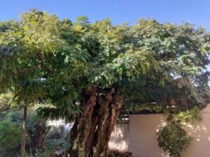 Barème de l'arbre, un outil à utiliser sans modération !