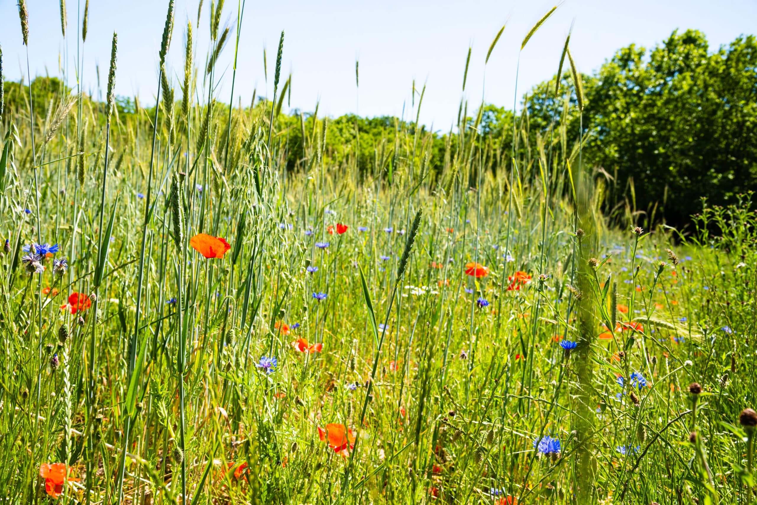 environnement, biodiversité, agriculture, champ, nature,