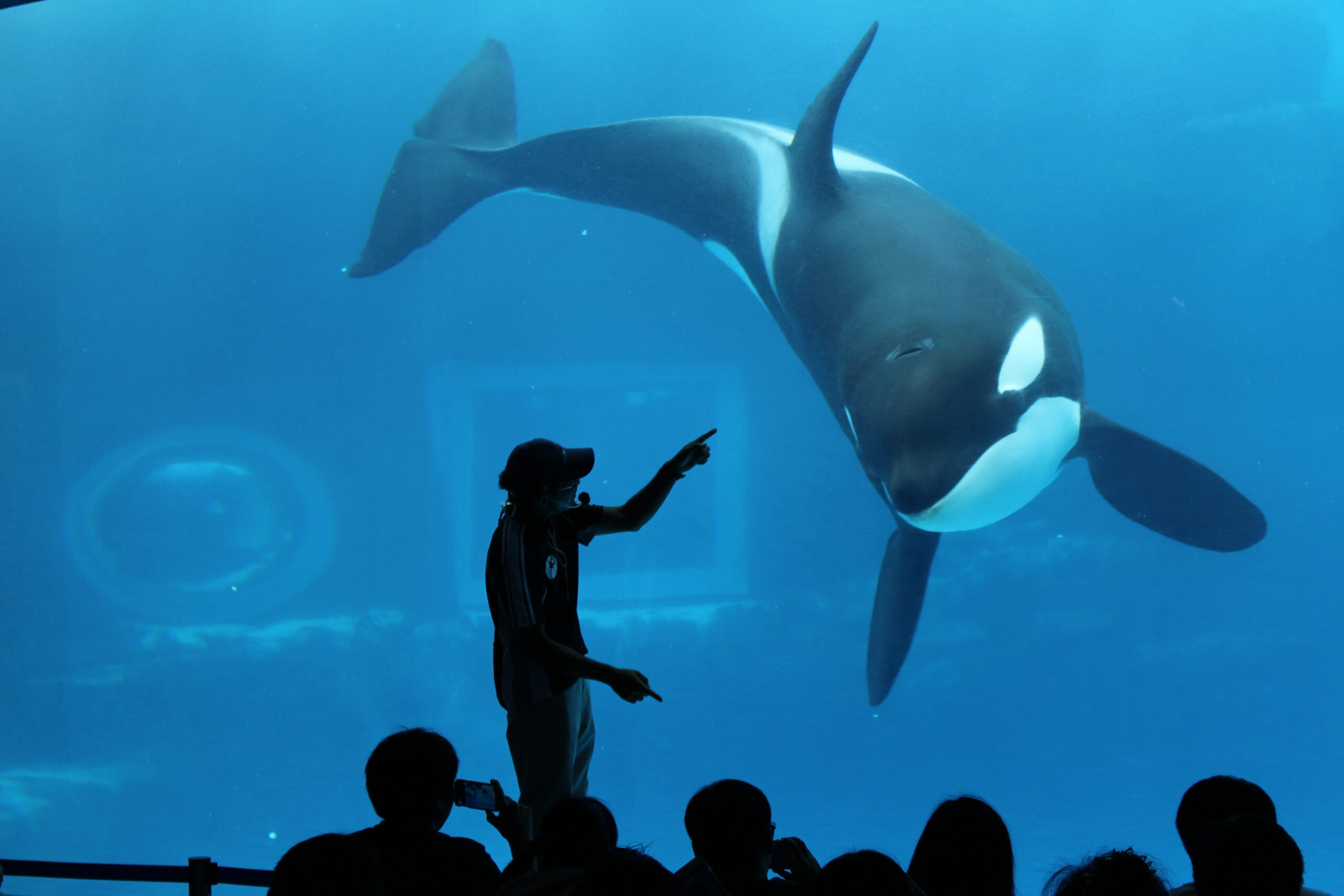Zoos marins : le casse-tête des sanctuaires