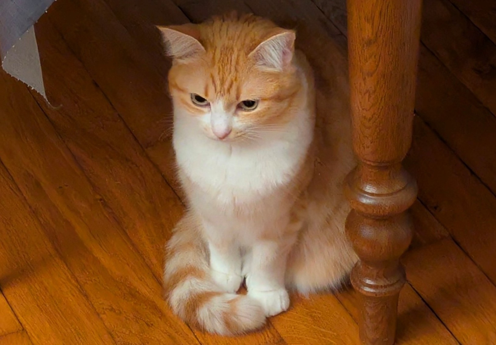 chat