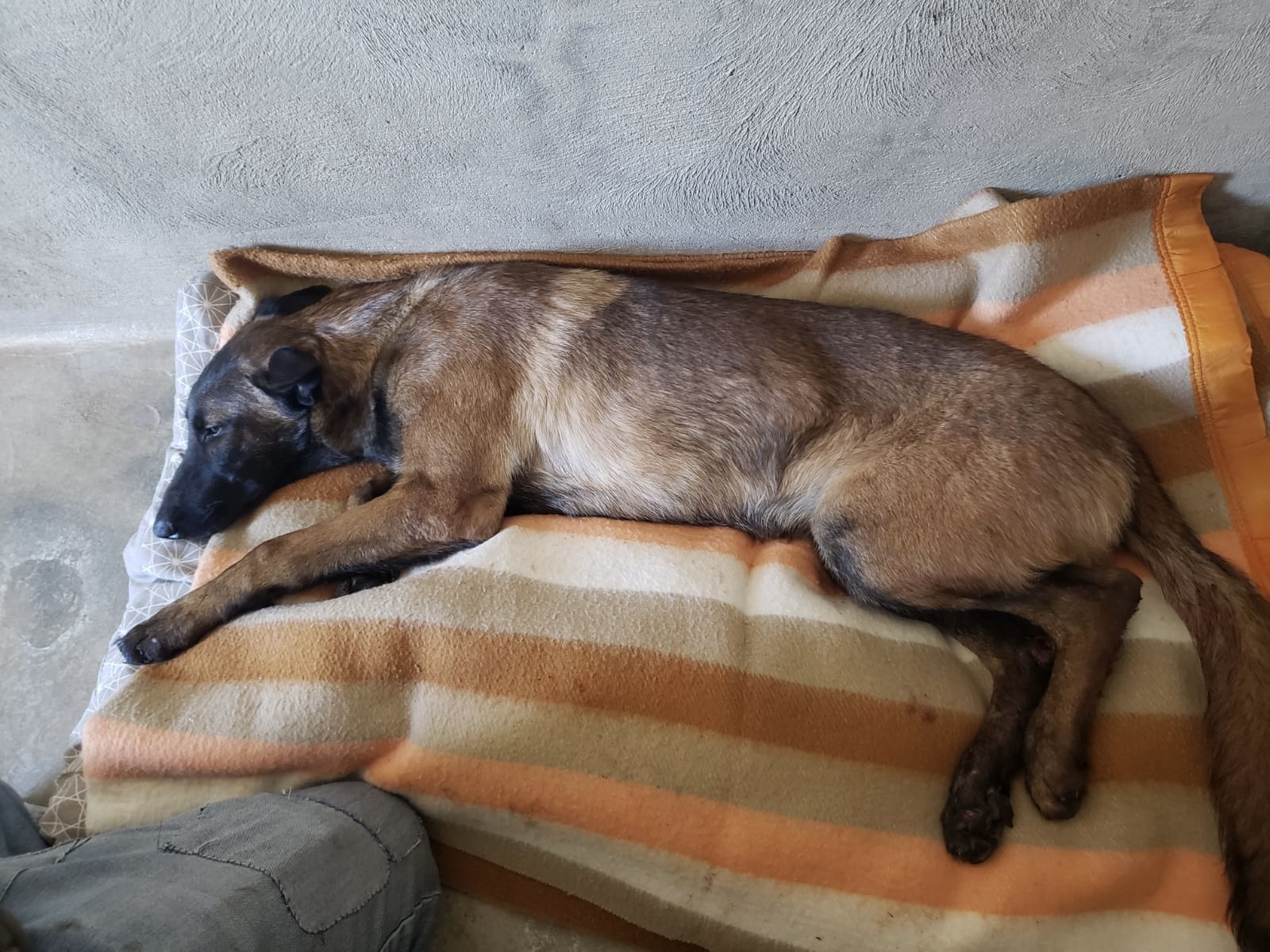 Il avait traîné une chienne accrochée à sa voiture : le tribunal de Reims l’a relaxé !