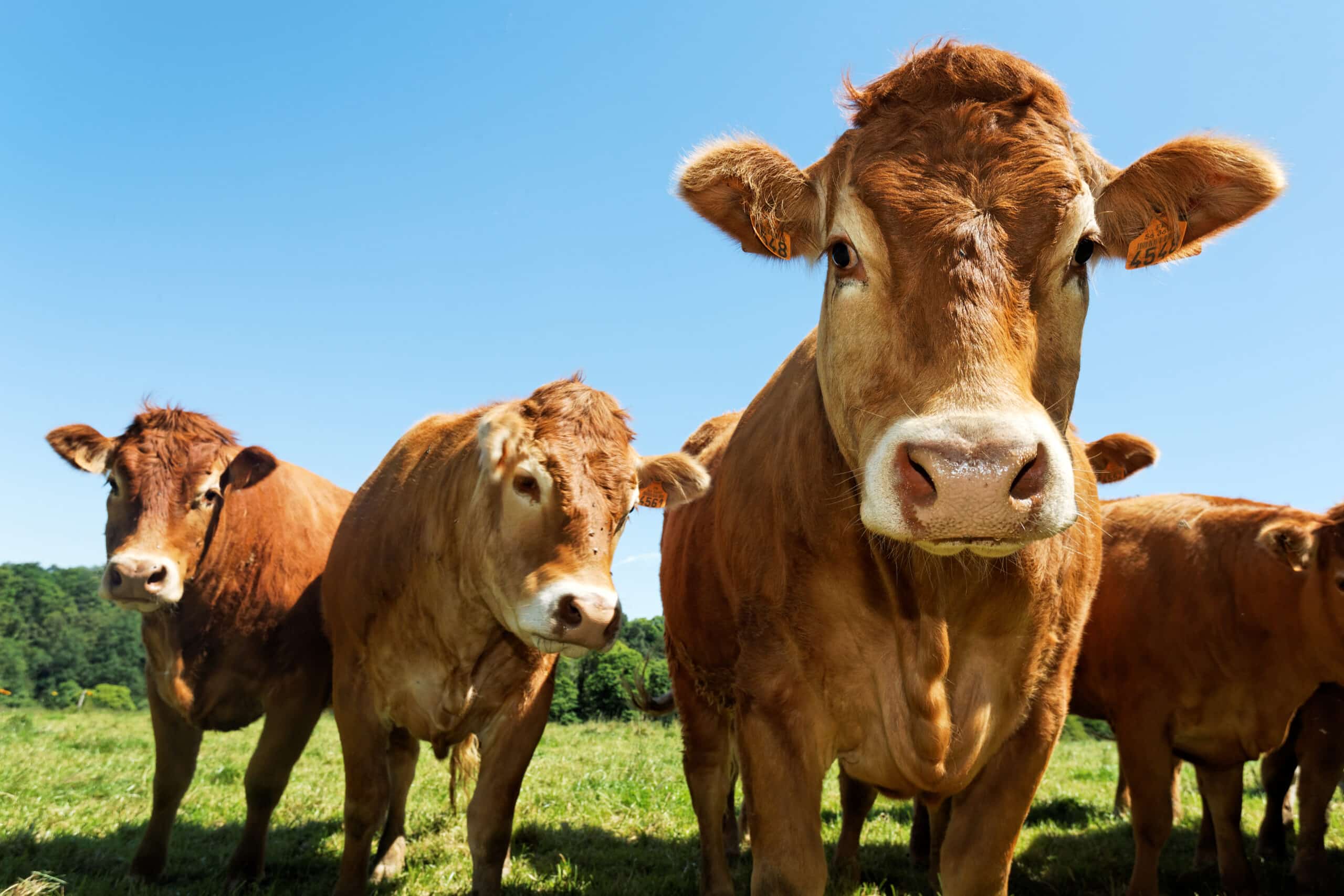 Actualité du droit rural