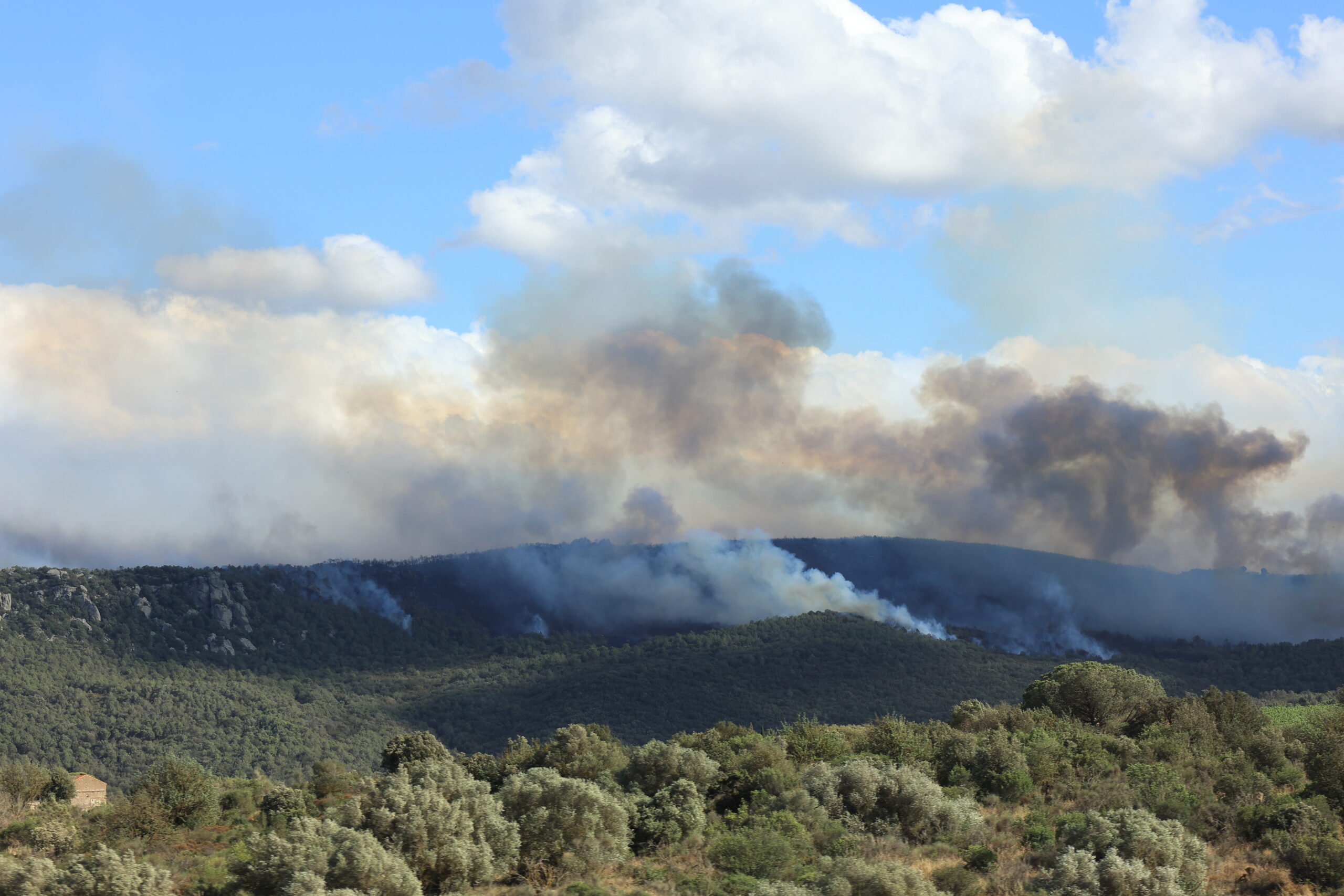 Forêts et droit de l’environnement : vers un état d’urgence climatique ?