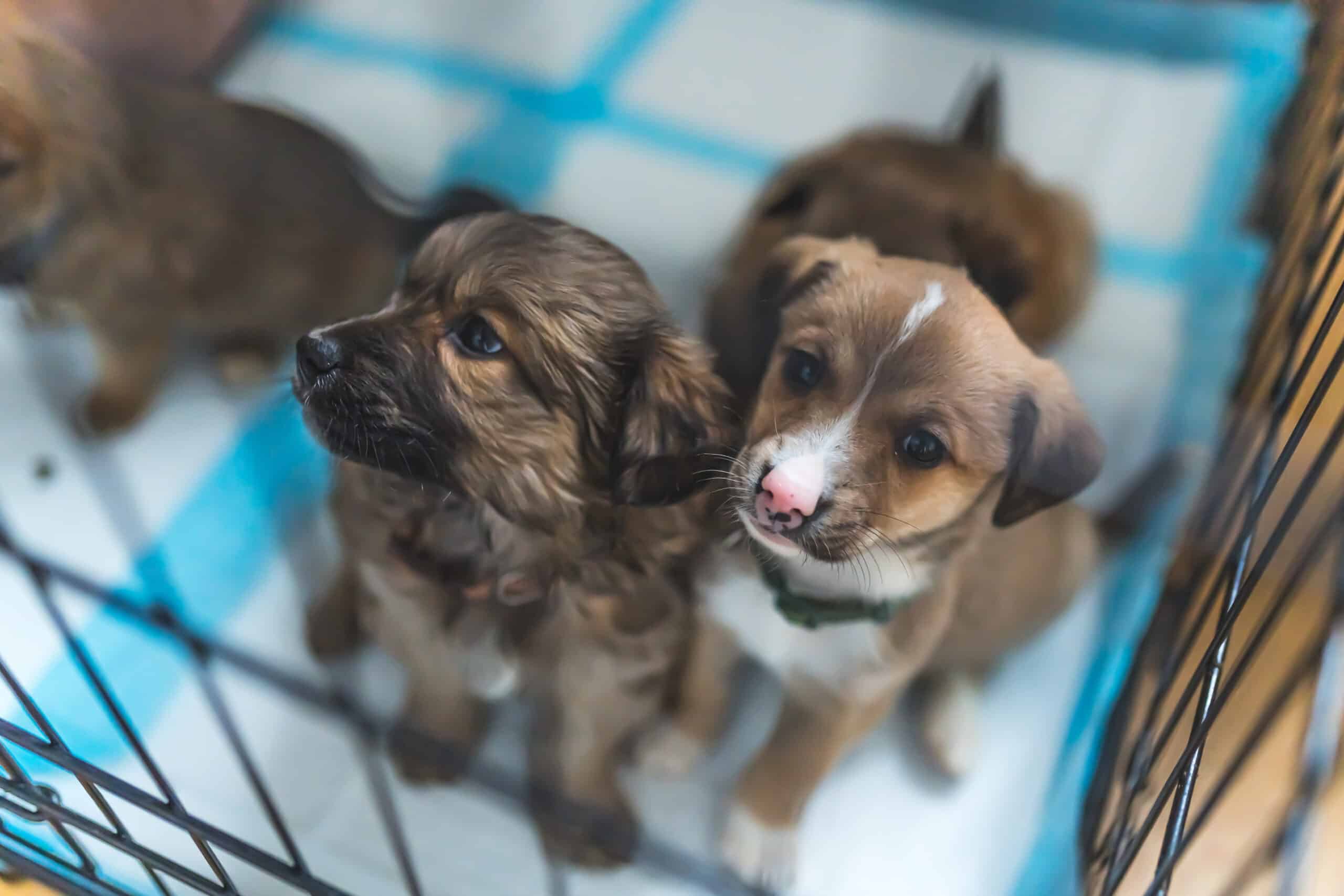 Salons du chiot : vers une interdiction ?